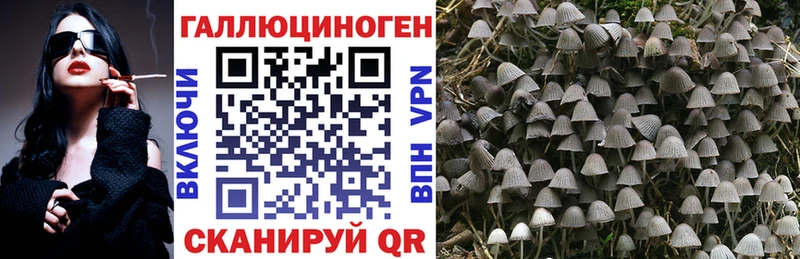 Купить Ишимбай Псилоцибиновые грибы Cubensis